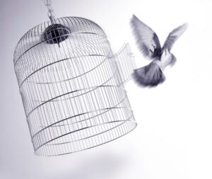 bird flying out of cage