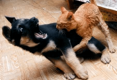 cat and dog wrestling