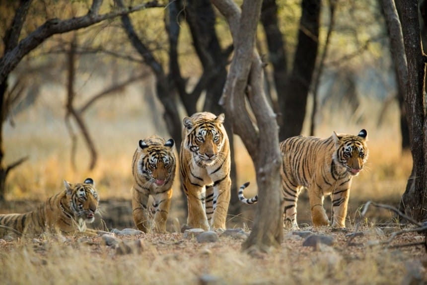 Ditch Frozen Structures for Tiger Teams